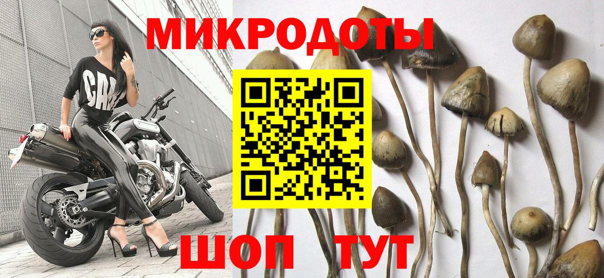 Луга  Псилоцибиновые грибы Cubensis  Галлюциногенные грибы прущие грибы  Вход с VPN 